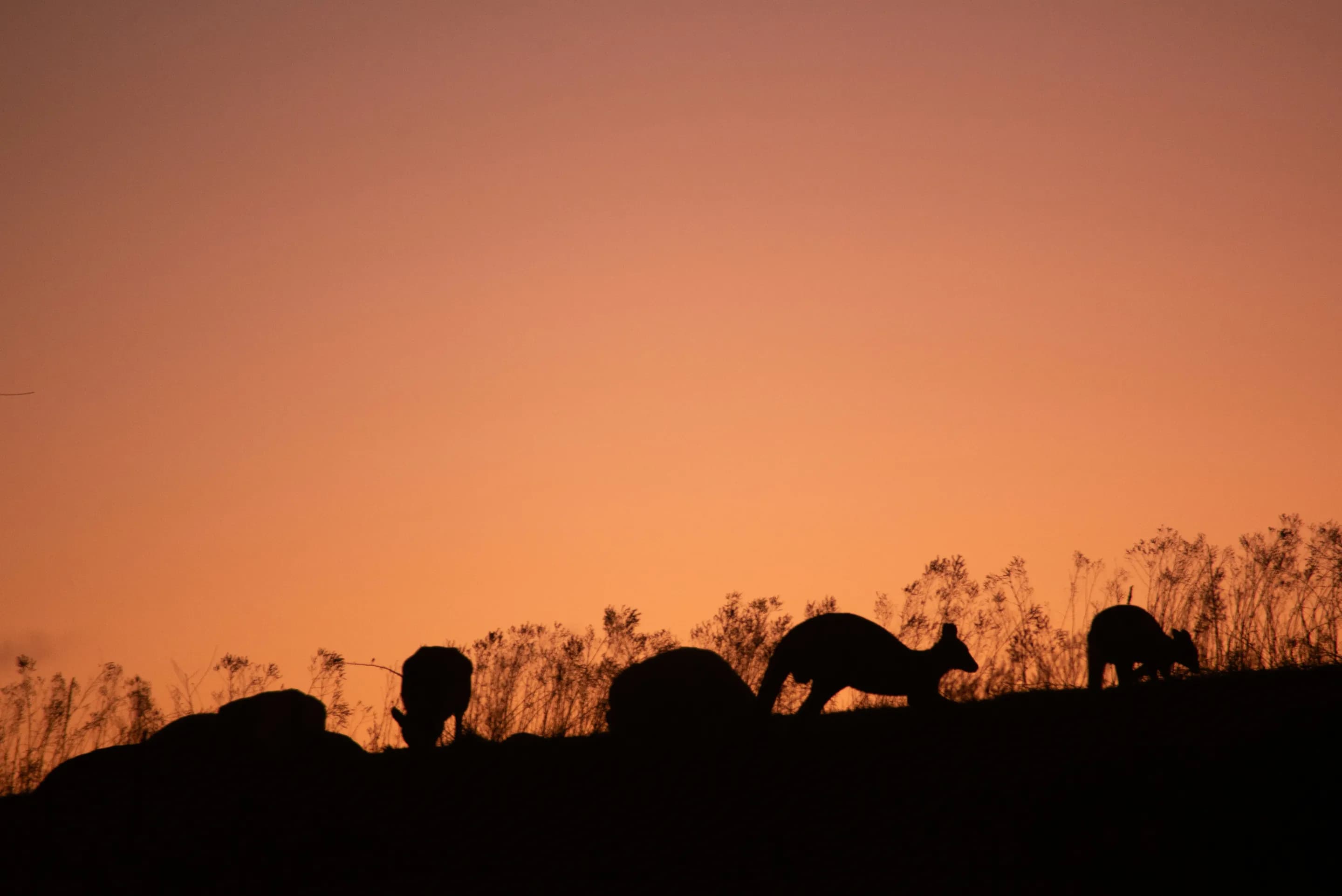 Kangaroos crossing an Australian landscape at sunset