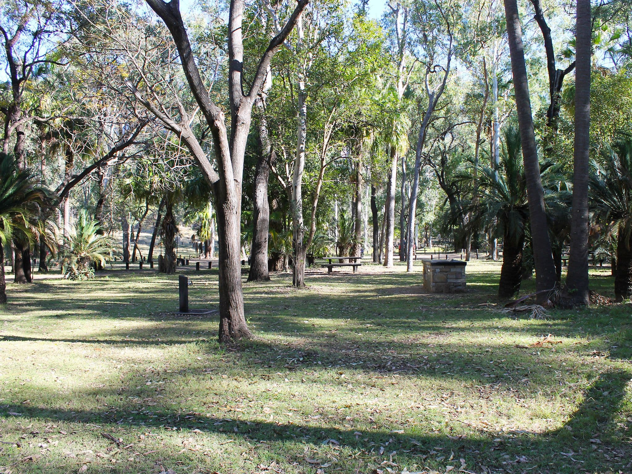 Carnarvon Gorge Camping Area beneath gums and fan palms