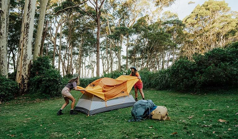 Depot Beach Campground beneath spotted gums