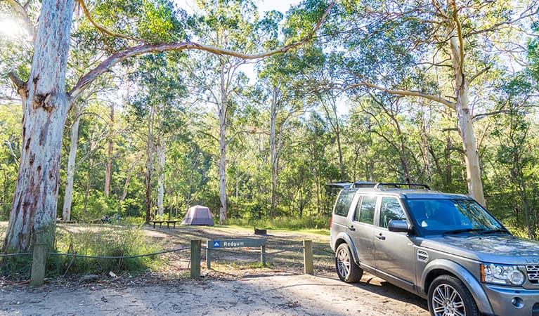 Camping area beneath trees at Euroka