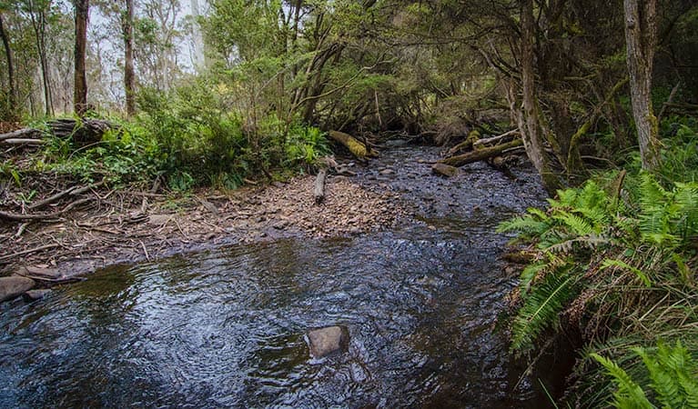 Horse Swamp campground, Barrington Tops State Conservation Area. Photo: John Spencer/NSW Government