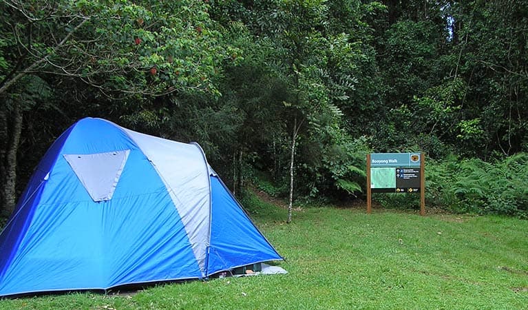 A tent pitched on a grassy site at Forest Tops campground, Border Ranges National Park. Photo credit: Stephen King © Stephen King