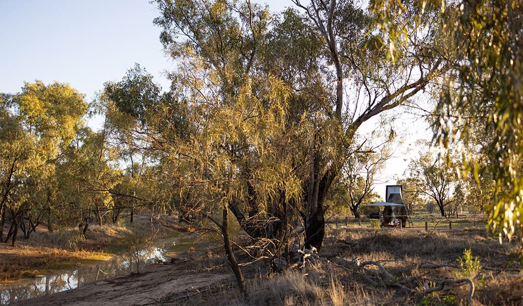 Coolabah trees lining Brindingabba Creek at Brindingabba campground. Credit: Andrew Hull © DCCEEW