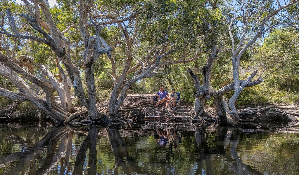 Tree reflections in the creek along Jerusalem Creek walk. Credit: John Spencer © DCCEEW