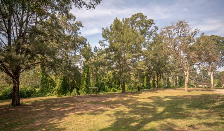 Open grassy areas with picnic sheds at Cattai Farm picnic area in Cattai National Park, on the Hawkesbury River. Photo: John Spencer/OEH