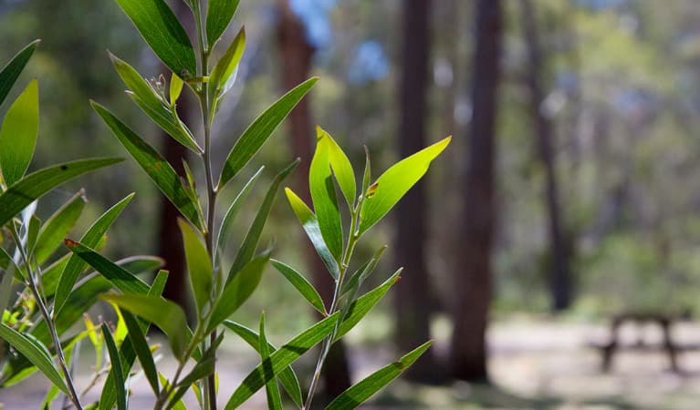 Coxs Creek campground, Coolah Tops National Park. Photo: Nick Cubbins/NSW Government