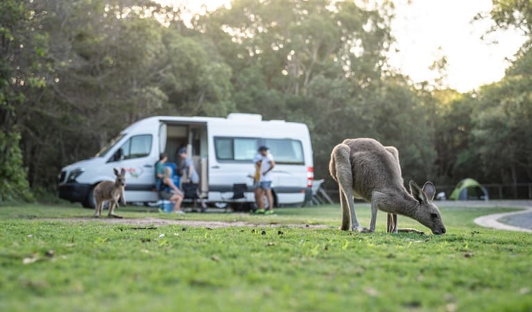 Kangaroos near a campervan in Diamond Head campground, Crowdy Bay National Park. Photo: © Rob Mulally