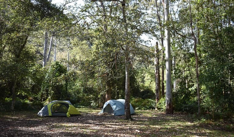 Tents among the tall trees at Mill Creek campground. Photo: Sarah Brookes © DPIE