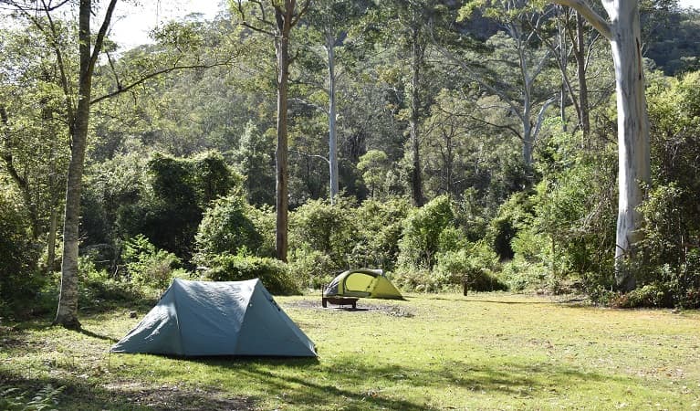 Tents among the tall trees at Mill Creek campground. Photo: Sarah Brookes © DPIE