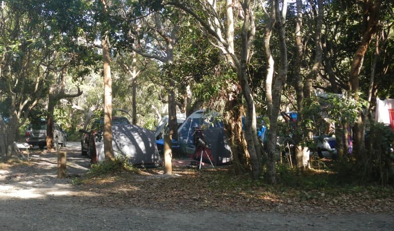 Vehicles and tents surrounded by trees at Smoky Cape campground in Hat Head National Park. Photo © Debby McGerty