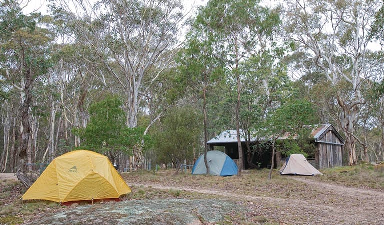 Tents at Boyd River campground, Kanangra-Boyd National Park. Photo: Nick Cubbin © DPIE