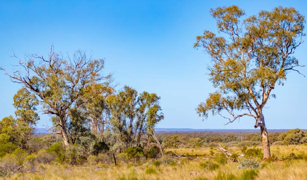 Cypress in Koonaburra National Park. Photo: Joshua Smith © DPE