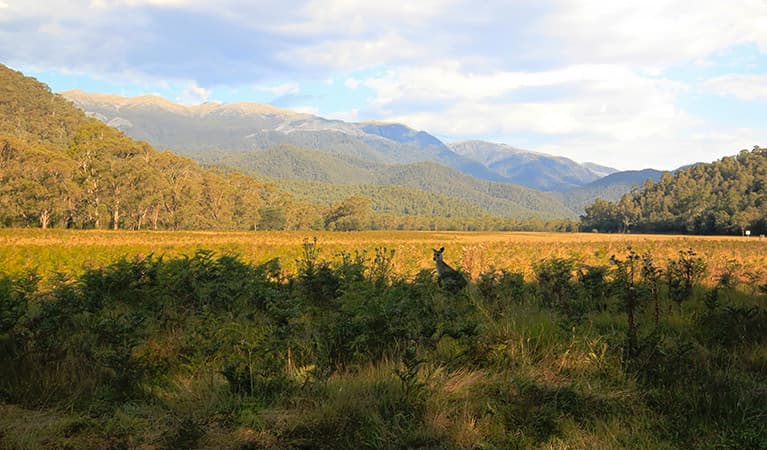 Kangaroos graze bracken at Behrs Flat with views of the Western Fall, Kosciuszko National Park. Photo: Elinor Sheargold © DPIE