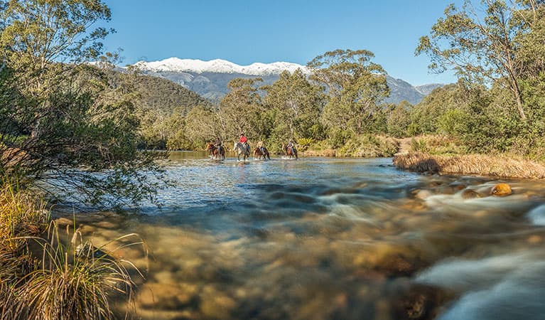 A group of horse riders cross Swampy Plain River along National trail in the Khancoban area of Kosciuszko National Park. Photo: Murray Vanderveer © DPIE