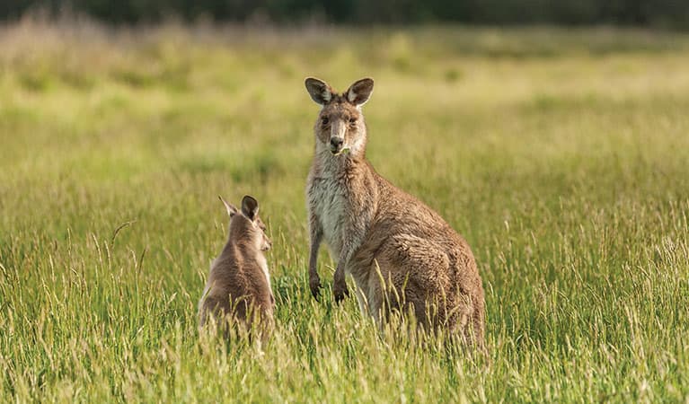 An eastern grey kangaroo and joey in grassland, near Old Geehi campground, Kosciuszko National Park. Photo: Murray Vanderveer/OEH