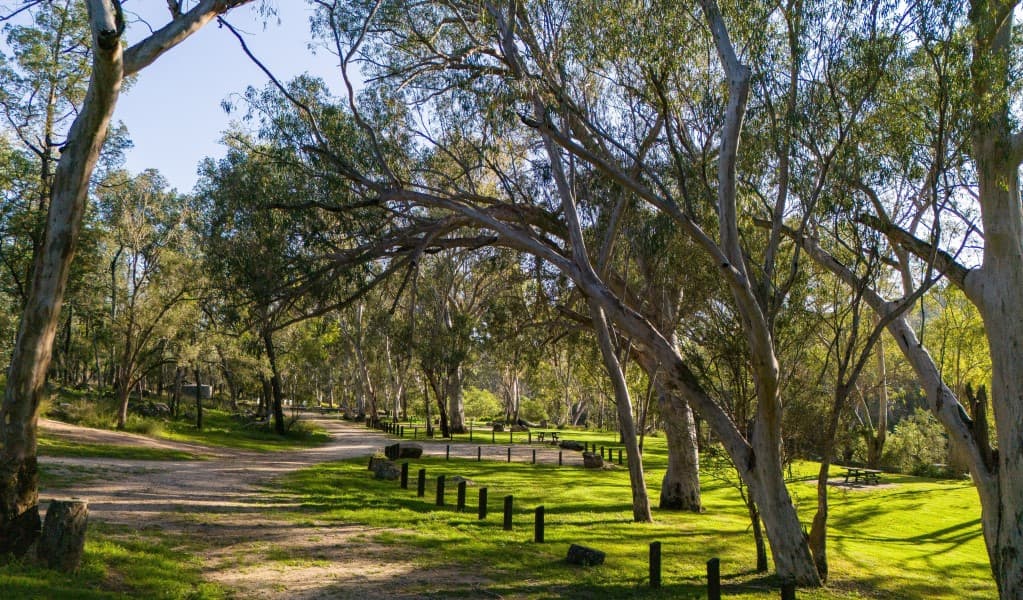 The road through Kookibitta campground in Kwiambal National Park. Photo: Simon Scott © DCCEEW