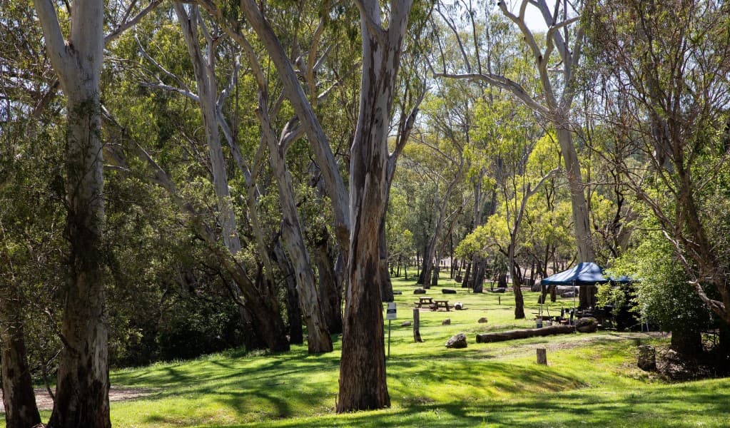 Lemon Tree Flat campground with a tent in the distance in Kwiambal National Park. Photo: Simon Scott © DCCEEW