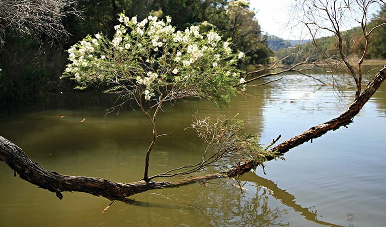 White flowers of the flax-leaved paperbark tree on an overhanging branch, Hawkesbury River. Photo: Rosie Nicolai/DPIE.