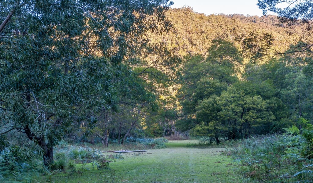 Remote Griffins Farm campground, surrounded by trees in Morton National Park. Photo: Michael Van Ewijk © OEH