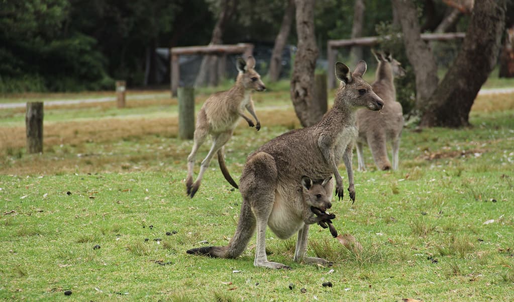 Kangaroos at Pretty Beach campground. Credit: John Yurasek © DCCEEW