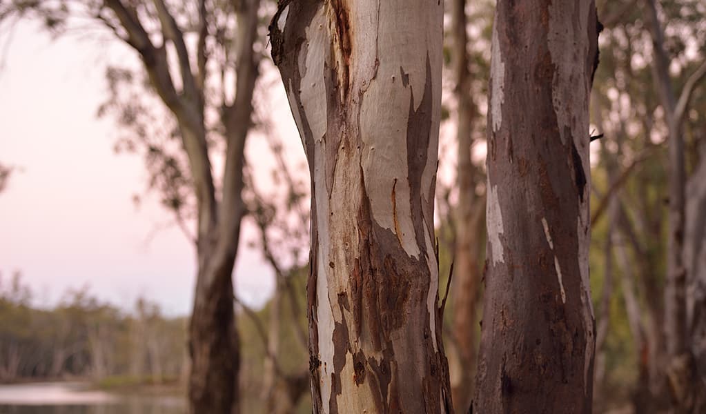 Red river gums by the Murray River at Bama campgrounds in Murray Valley National Park. Photo: Gavin Hansford © OEH