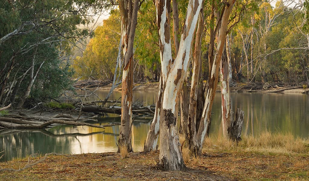 River red gums by the Murray River at Moira North campgrounds in Murray River National Park. Photo: Gavin Hansford © OEH