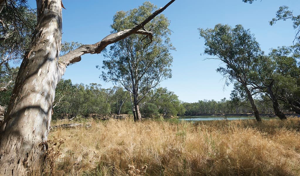 Murray Valley Regional Park. Photo: Peter Robey © DPIE