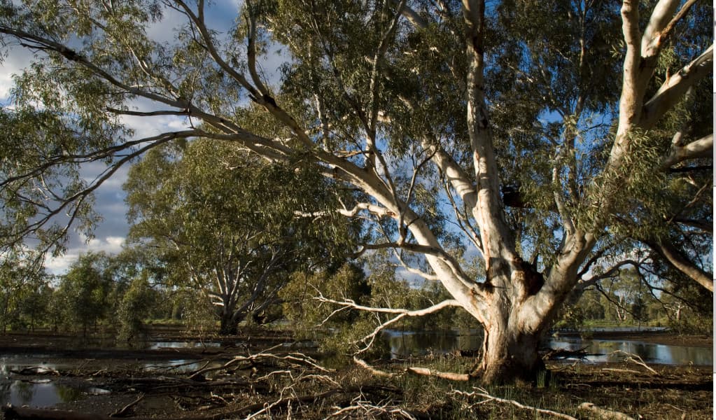 Gum trees in Murrumbidgee Valley National Park. Credit: Boris Hlavica © DPE