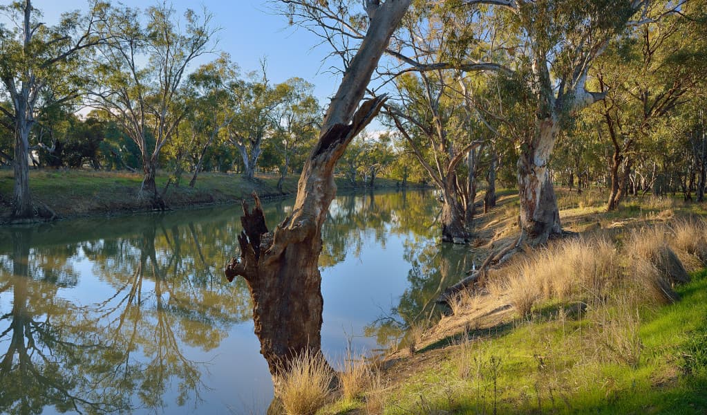 Trees on the banks of Murrumbidgee River. Credit: Gavin Hansford © DPE