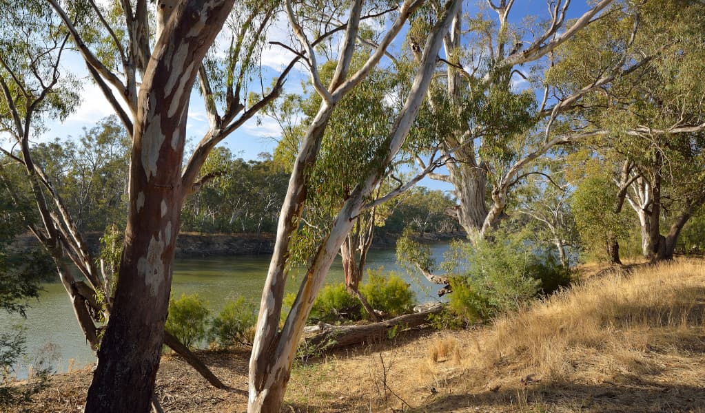 View of Murrumbidgee River through the trees. Credit: Gavin Hansford © DPE
