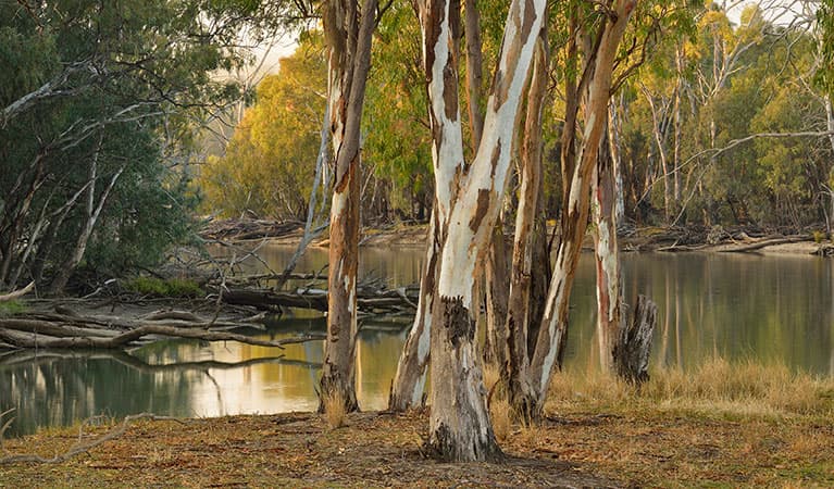 River red gums along the Murrumbidgee River at Wooloondool campground in Murrumbidgee Valley Regional Park. Photo: Gavin Hansford © DPIE