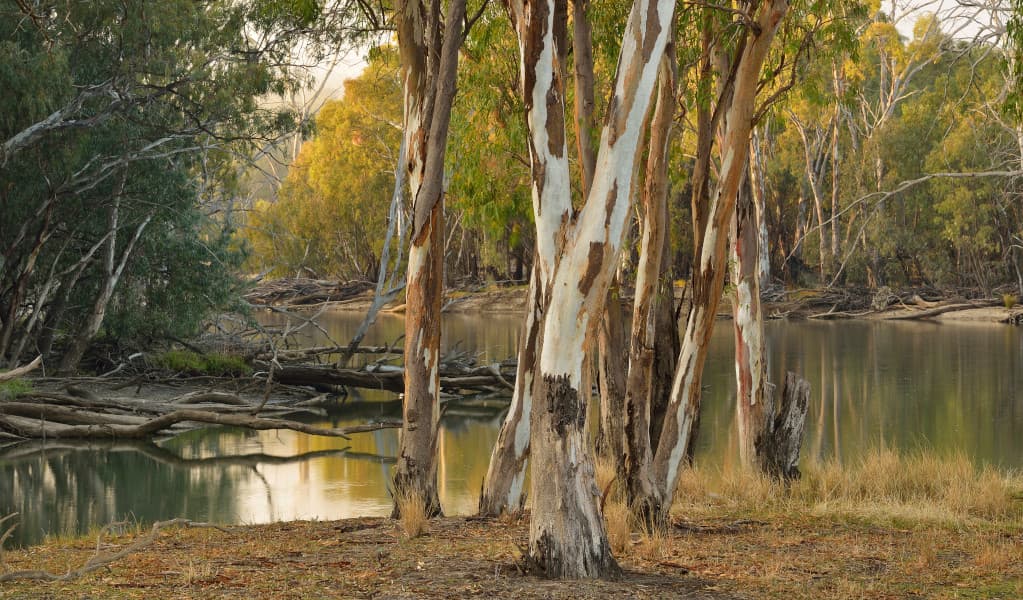 Gum trees on the banks of the Murrumbidgee River. Credit: Gavin Hansford © DPE