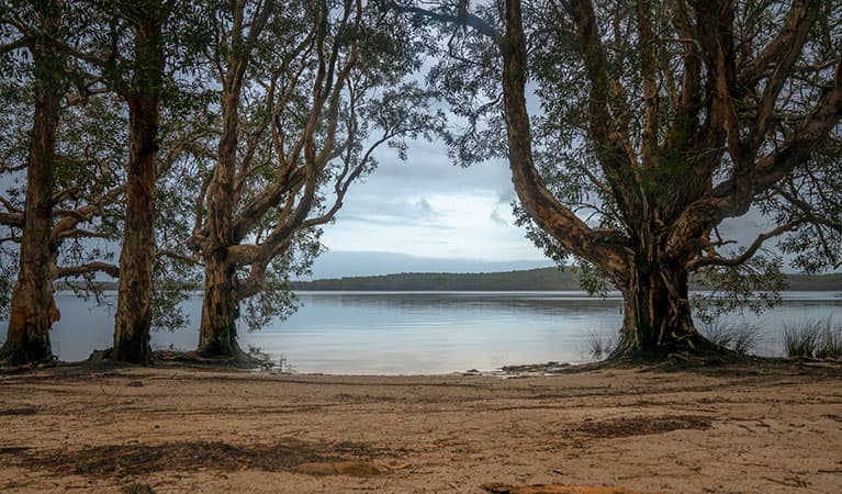 Two Mile Lake foreshore with large trees, and distant shore in the background. Photo: John Spencer © DPIE