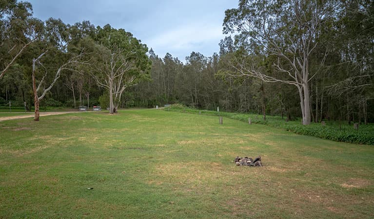 Grassy campsites set amongst trees at Violet Hill campground and picnic area in Myall Lakes National Park. Photo: John Spencer © DPIE
