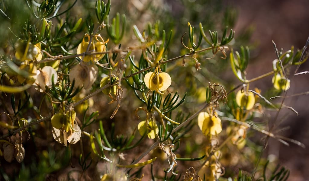 Climbing twinleaf at Caryapundy lookout campground, Narriearra Caryapundy Swamp National Park. Photo: Courtney Davies © DPIE
