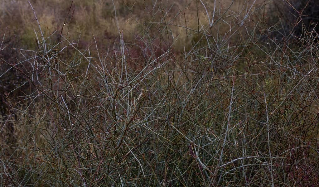 Lignum at Caryapundy lookout campground, Narriearra Caryapundy Swamp National Park. Photo: Courtney Davies © DPIE