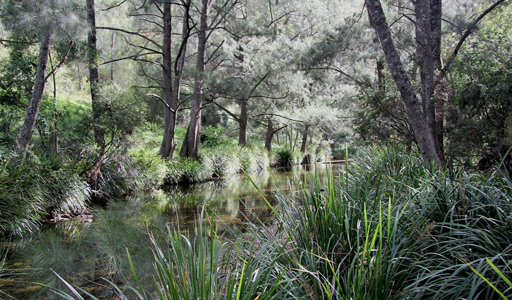 The peaceful, shallow creek beside Youdales campground is shady and protected. Credit: Natasha Webb © Natasha Webb/DCCEEW