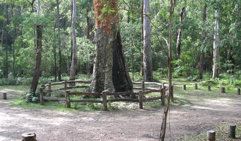 Six Mile Creek campground, South East Forest National Park. Photo credit: David Costello © DPIE