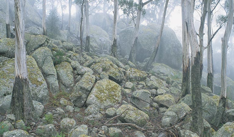 Waratah Gully campground, South East Forest National Park. Photo credit: Michael van Ewijk © DPIE