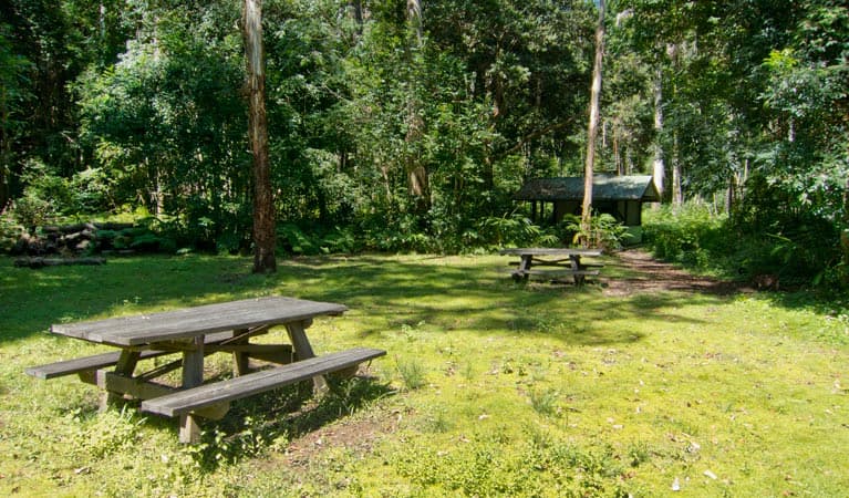 Ironpot Creek Campground, Toonumbar National Park. Photo: Robert Ashdown