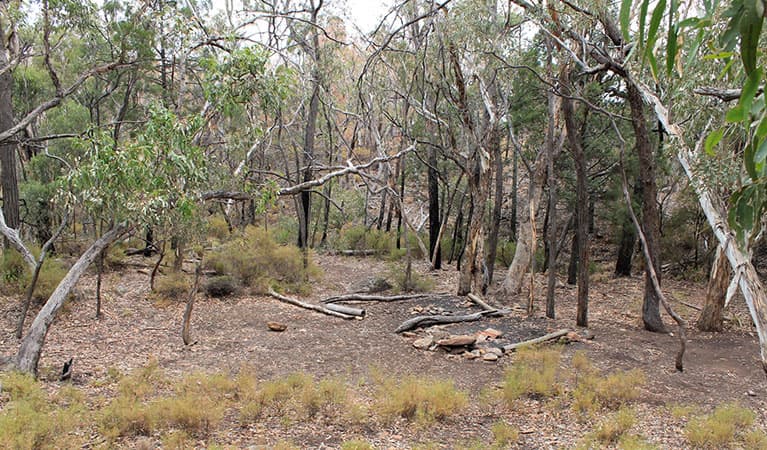 Camping area at Dows camp, set in rugged landscape of bushes and trees. Photo: Blake McCarthy © DPIE