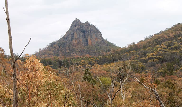 View of forested valley on an overcast day with the rugged spire of Bluff Pyramid in the distance. Photo: Blake McCarthy © DPIE