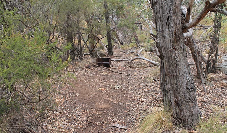 Woodland with a bush camp clearing and wood barbecue at Dows camp. Photo: Blake McCarthy © DPIE