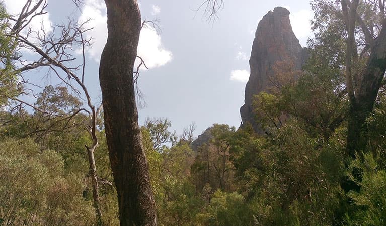 Bushland on a clear day with Belougery Spire in the background. Photo: Blake McCarthy © DPIE
