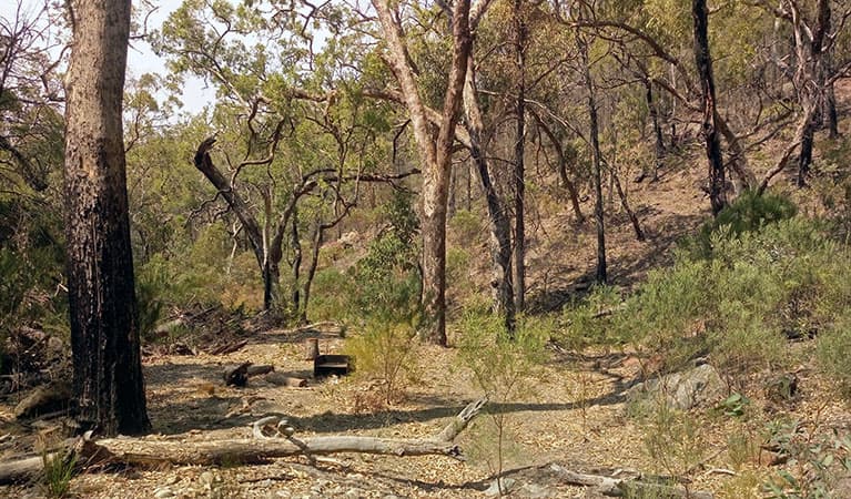 Basic bush camp with wood barbecue in a forest clearing surrounded by tall trees at Hurleys camp. Photo: Blake McCarthy © DPIE