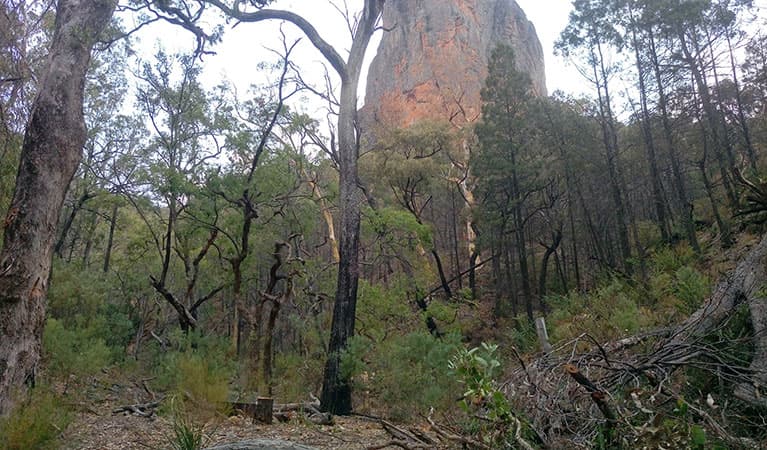 Clearing in forest with partial view of Belougery Spire in the background. Photo: Blake McCarthy © DPIE