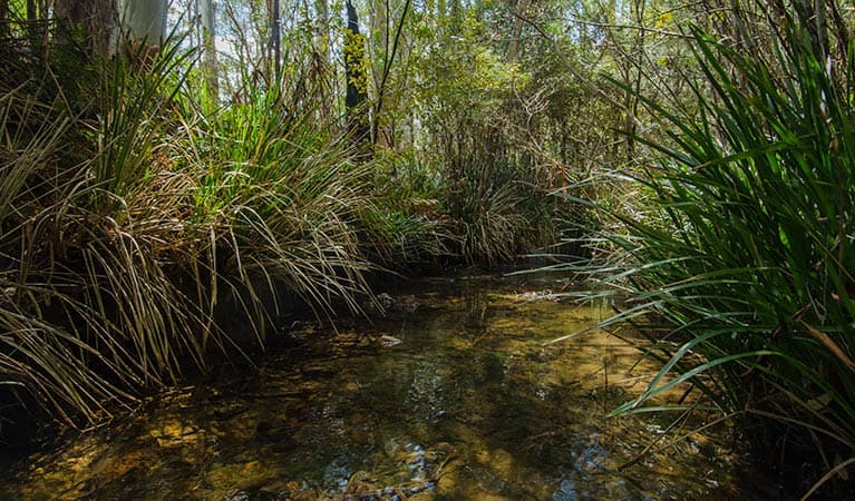 Brushy Mountain campground. Photo: John Spencer © OEH