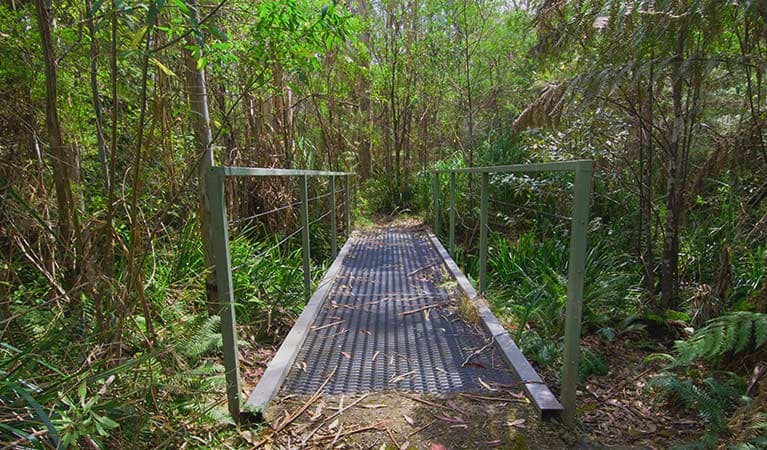 Walking track with a small footbridge along Brushy Mountain loop walk, near Wauchope. Photo: John Spencer © OEH