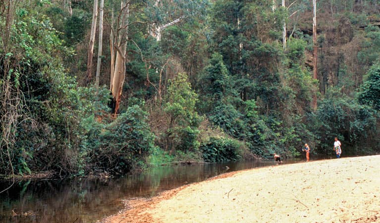 Wheeny Creek campground, Wollemi National Park. Photo: Steve Alton