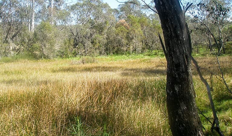 Tin Mines campground, Woomargama National Park. Photo: Dave Pearce/NSW Government